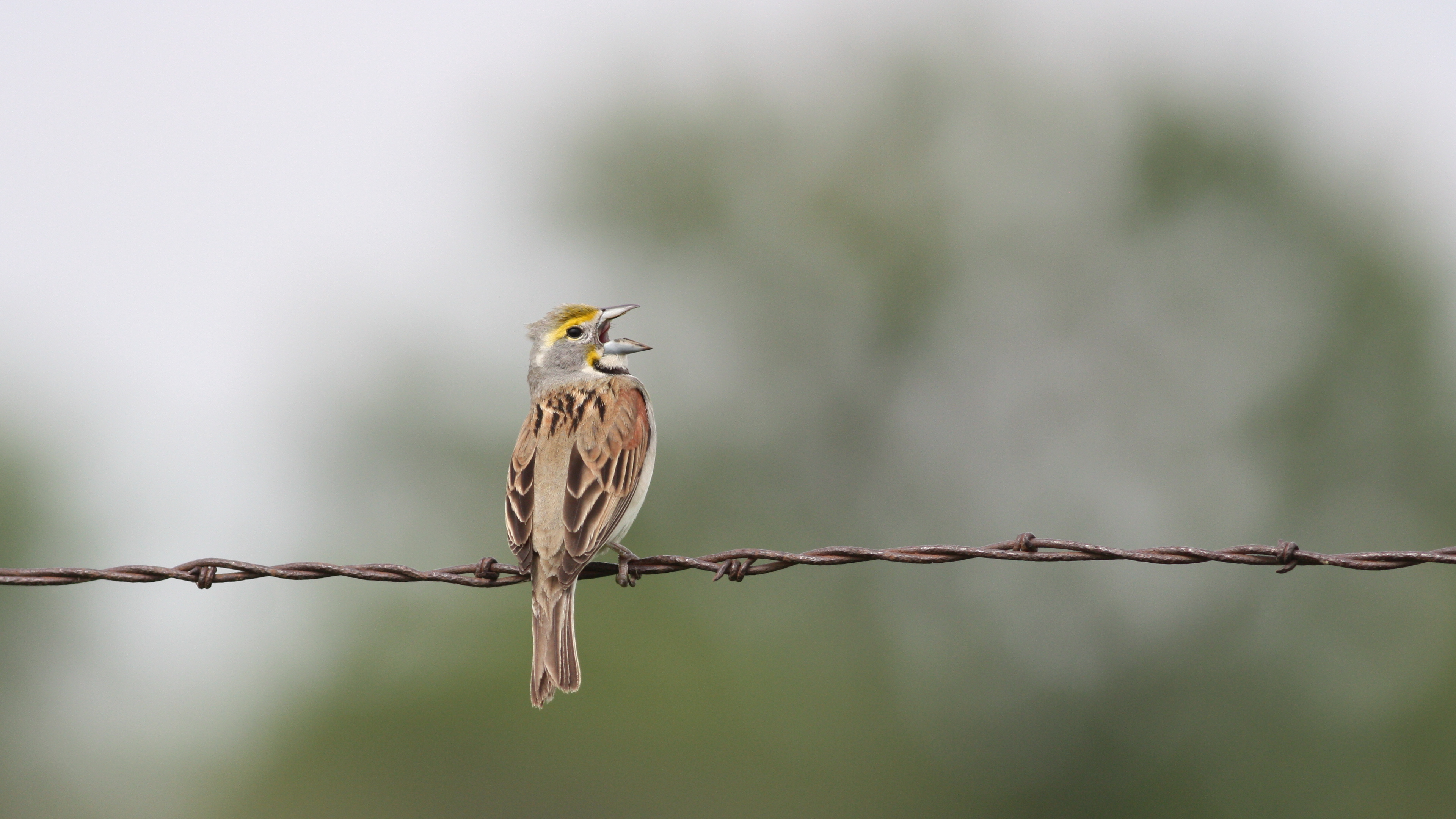 Dickcissel chantant